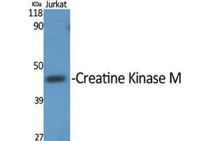 Western Blot (WB) analysis of specific cells using Creatine Kinase M Polyclonal Antibody. (CKM anticorps  (N-Term))