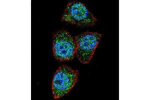 Confocal immunofluorescent analysis of Aurora-A Antibody (C-term) (ABIN1882163 and ABIN2841166) with Hela cell followed by Alexa Fluor 488-conjugated goat anti-rabbit lgG (green).