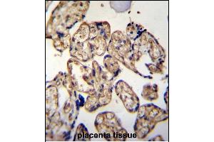 LRRC45 Antibody (C-term) (ABIN655315 and ABIN2844894) immunohistochemistry analysis in formalin fixed and paraffin embedded human placenta tissue followed by peroxidase conjugation of the secondary antibody and DAB staining. (LRRC45 anticorps  (C-Term))