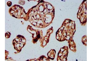 IHC image of ABIN7145254 diluted at 1:300 and staining in paraffin-embedded human placenta tissue performed on a Leica BondTM system.