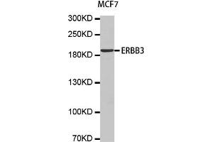 Western Blotting (WB) image for anti-Receptor Tyrosine-Protein Kinase ErbB-3 (ERBB3) antibody (ABIN1876761) (ERBB3 anticorps)