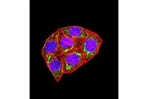 Immunofluorescence analysis of Hela cells using KMT5A mouse mAb (green).