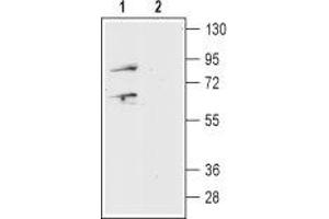 Western blot analysis of mouse brain lysate: - 1. (Prokineticin Receptor 1 anticorps  (Extracellular, N-Term))