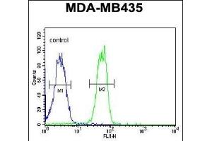BTNL8 Antibody (Center) (ABIN651202 and ABIN2840129) flow cytometric analysis of MDA-M cells (right histogram) compared to a negative control cell (left histogram). (BTNL8 anticorps  (AA 257-285))