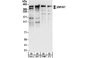 Western Blotting (WB) image for anti-Zinc Finger Protein 407 (ZNF407) (AA 2198-2248) antibody (ABIN7450941)