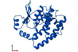 AlphaFold protein structure predicition of Mouse Recombinant Gsta4 Protein, UniprotID P24472