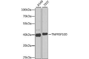 Western blot analysis of extracts of various cell lines, using TNFRSF10D antibody (ABIN1877122) at 1:1000 dilution. (DcR2 anticorps)