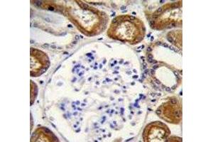 Osteopontin antibody immunohistochemistry analysis in formalin fixed and paraffin embedded human kidney tissue.
