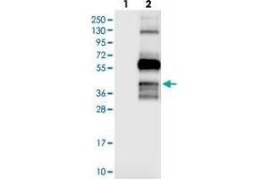 Western blot analysis of Lane 1: Negative control (vector only transfected HEK293T lysate), Lane 2: Over-expression Lysate (Co-expressed with a C-terminal myc-DDK tag (~3. (OPAL1 anticorps)