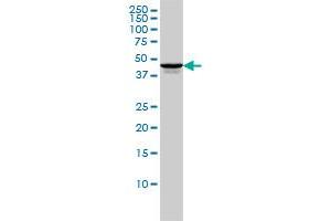 TSSK2 monoclonal antibody (M01), clone 1E12 Western Blot analysis of TSSK2 expression in HL-60 .