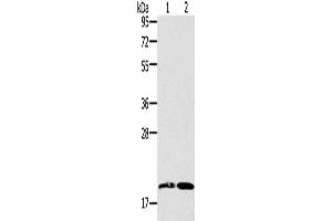 Western Blotting (WB) image for anti-Growth Differentiation Factor 2 (GDF2) antibody (ABIN2432011) (GDF2 anticorps)
