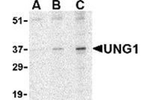 Western blot analysis of UNG1 in C2C12 cell lysate with this product at (A) 0. (UNG anticorps  (N-Term))