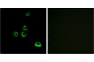 Immunofluorescence analysis of MCF7 cells, using OR2M7 Antibody. (OR2M7 anticorps  (AA 241-290))
