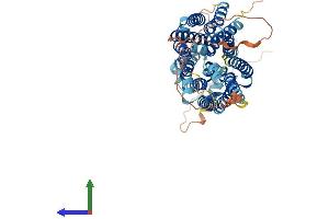 AlphaFold protein structure predicition of Human Recombinant SLC2A10 Protein, UniprotID O95528