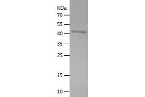 Western Blotting (WB) image for Oxidative Stress Induced Growth Inhibitor 1 (OSGIN1) (AA 212-477) protein (His-IF2DI Tag) (ABIN7124286)