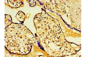Immunohistochemistry of paraffin-embedded human placenta tissue using ABIN7154837 at dilution of 1:100 (FAM29A anticorps  (AA 676-955))
