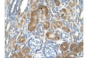 C6ORF21 antibody was used for immunohistochemistry at a concentration of 4-8 ug/ml to stain Epithelial cells of renal tubule (arrows) in Human Kidney. (LY6G6F anticorps  (N-Term))