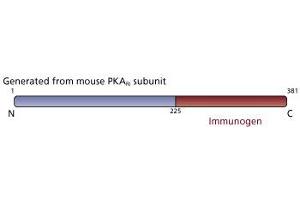 Image no. 3 for anti-CAMP-Dependent Protein Kinase R1 (PKA-R1) (AA 225-381) antibody (ABIN967791)