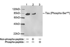Western blot analysis of phosphorylated recombinant human Tau protein, stimulated by GSK3beta, using Rabbit Anti-Tau (Phospho-Ser409) Polyclonal Antibody (ABIN398574) Lane 1: Rabbit Anti-Tau (Phospho-Ser409) Polyclonal Antibody Lane 2: Rabbit Anti-Tau (Phospho-Ser409) Polyclonal Antibody pre-incubated with nonphoshpo-peptideLane 3: Rabbit Anti-Tau (Phospho-Ser409) Polyclonal Antibody pre-incubated with phoshpo-peptideSecondary Antibody: Goat Anti-Rabbit IgG (H&L) [HRP] (ABIN398323) The signal was developed with LumiSensorTM HRP Substrate Kit (ABIN769939) (tau anticorps  (pSer409))