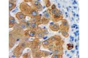 IHC-P analysis of Liver tissue, with DAB staining. (Emilin1 anticorps  (AA 803-1016))