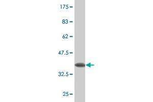 Western Blot detection against Immunogen (33.