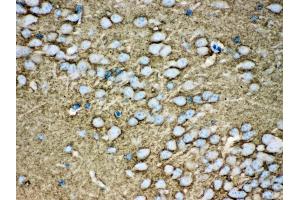 Anti- Munc18-1 Picoband antibody, IHC(P) IHC(P): Mouse Brain Tissue