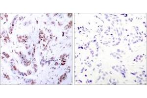 Immunohistochemistry (IHC) image for anti-Myocyte Enhancer Factor 2A (MEF2A) (AA 279-328) antibody (ABIN2889024) (MEF2A anticorps  (AA 279-328))