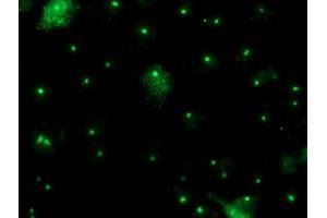 Anti-PGAM2 mouse monoclonal antibody (ABIN2454928) immunofluorescent staining of COS7 cells transiently transfected by pCMV6-ENTRY PGAM2 (RC200701). (PGAM2 anticorps)