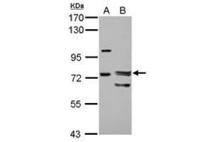 Image no. 1 for anti-Forkhead Box P4 (FOXP4) (AA 1-275) antibody (ABIN1498307) (FOXP4 anticorps  (AA 1-275))