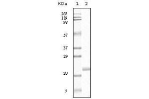 Western Blot showing EphB4 antibody used against truncated EphB4 recombinant protein. (EPH Receptor B4 anticorps)