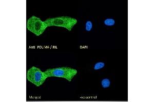 (ABIN185168) Immunofluorescence analysis of paraformaldehyde fixed U2OS cells, permeabilized with 0. (PDLIM4 anticorps  (C-Term))