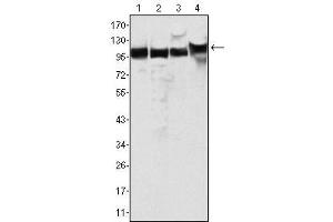 Western Blot showing MSH2 antibody used against Hela (1), A549 (2), A431 (3) and HEK293 (4) cell lysate. (MSH2 anticorps)