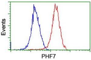 Image no. 16 for anti-PHD Finger Protein 7 (PHF7) (AA 155-381) antibody (ABIN1490975) (PHF7 anticorps  (AA 155-381))