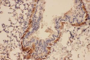 Anti-Collagen IV antibody, IHC(P) IHC(P): Mouse Lung Tissue (COL4a2 anticorps  (C-Term))