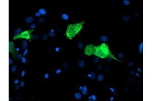 Image no. 4 for anti-Centromere Protein H (CENPH) antibody (ABIN1497470)