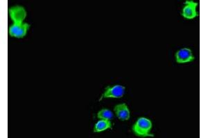 Immunofluorescent analysis of Hela cells using ABIN7150193 at dilution of 1:100 and Alexa Fluor 488-congugated AffiniPure Goat Anti-Rabbit IgG(H+L) (LIG3 anticorps  (AA 809-928))
