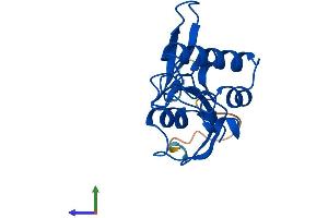 AlphaFold protein structure predicition of Mouse Recombinant Pin1 Protein, UniprotID Q9QUR7