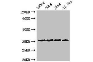 Western Blot Positive WB detected in Recombinant protein All lanes: ANXA13 antibody at 3 μg/mL Secondary Goat polyclonal to rabbit IgG at 1/50000 dilution predicted band size: 36 kDa observed band size: 36 kDa (Annexin A13 anticorps  (AA 2-316))