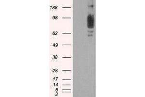 Western Blotting (WB) image for anti-SCY1-Like 3 (SCYL3) antibody (ABIN1500836) (SCYL3 anticorps)