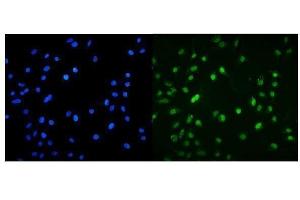 IF analysis of MNT using anti-MNT antibody (ABIN7601555). (MNT anticorps  (AA 381-564))