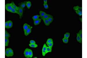 Immunofluorescent analysis of HepG2 cells using ABIN7146555 at dilution of 1:100 and Alexa Fluor 488-congugated AffiniPure Goat Anti-Rabbit IgG(H+L)