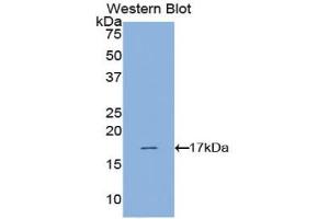 Western blot analysis of the recombinant protein.