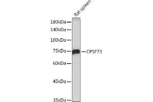 Western blot analysis of extracts of Rat spleen, using CPSF73 antibody (ABIN3015868, ABIN3015869, ABIN1679207, ABIN1679208 and ABIN7101452) at 1:1000 dilution.