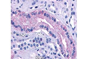 Anti-AVPR2 antibody  ABIN1048335 IHC staining of human kidney, renal tubules. (AVPR2 anticorps  (Cytoplasmic Domain))