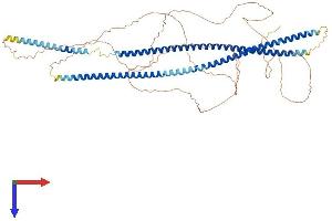AlphaFold protein structure predicition of Mouse Recombinant Krt2 Protein, UniprotID Q3TTY5