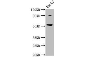 Western Blot Positive WB detected in: HepG2 whole cell lysate All lanes: U2AF2 antibody at 2 μg/mL Secondary Goat polyclonal to rabbit IgG at 1/50000 dilution Predicted band size: 54 kDa Observed band size: 54 kDa (U2AF2 anticorps  (AA 124-246))