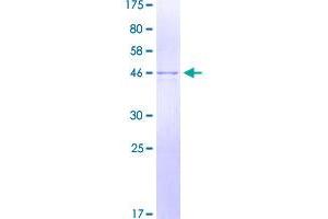 SDS-PAGE (SDS) image for Ras-related Protein Ral-A (rala) (AA 1-206) protein (GST tag) (ABIN1783710)