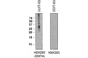 Western blotting analysis of DDIT4L expression in HEK293-DDIT4L transfectants and HEK293 cells using mouse monoclonal antibody DDIT-03 . (DDIT4L anticorps  (AA 2-98))