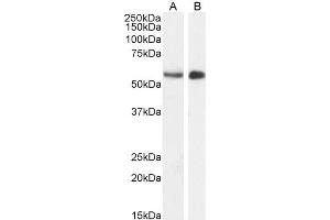 ABIN185178 (1µg/ml) staining of Mouse (A) and (2ug/ml) Pig (B) Testes lysate (35µg protein in RIPA buffer).