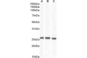 ABIN190896 (0. (GJB2 anticorps  (C-Term))